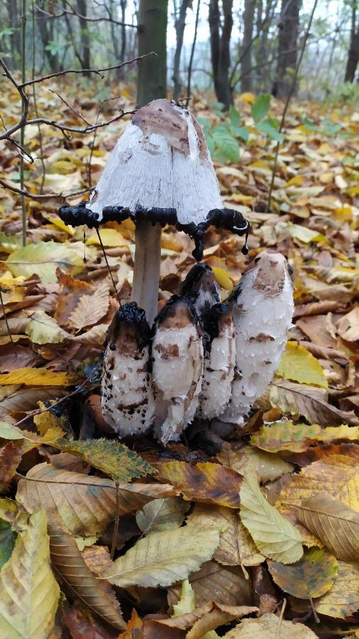 Ubytovani Iris Dolany  Exteriör bild